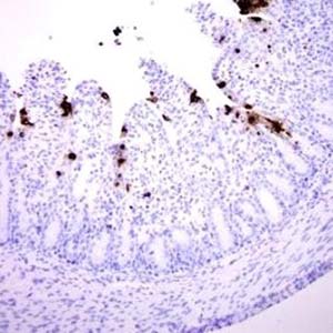 Porcine Epidemic Diarrhea virus (PEDv)