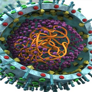 Porcine Reproductive and Respiratory Syndrome virus (PRRSv)
