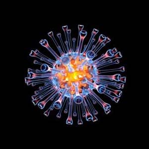 Swine Influenza Virus (SIV)