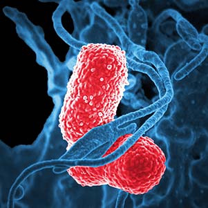 Porcine DeltaCoronavirus (PDCoV)