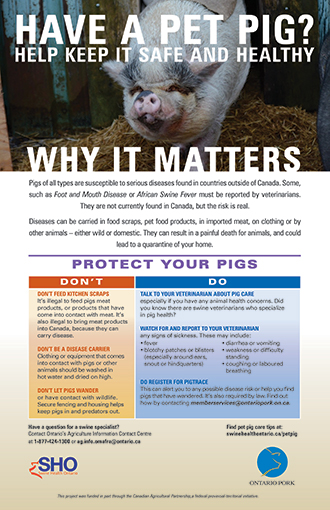 Pet Pig Care and Tips